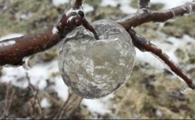 El curioso fenómeno tras las «manzanas fantasma» de Michigan
