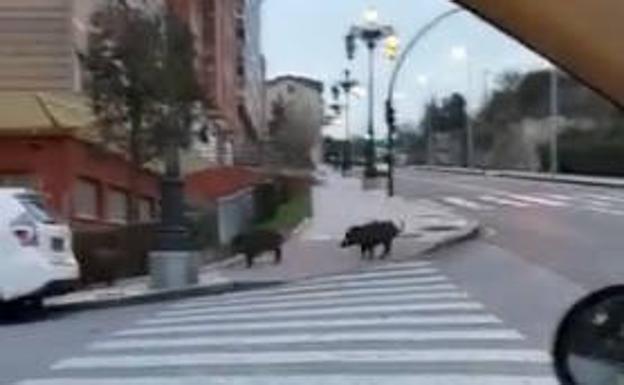 Cuatro jabalíes, de paseo por Oviedo