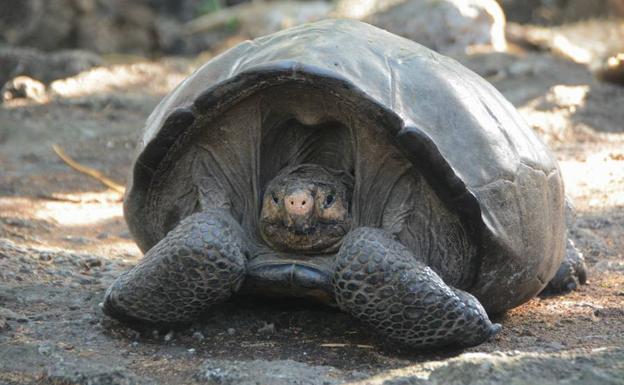 Hallan en Ecuador una tortuga gigante considerada extinta hace un siglo