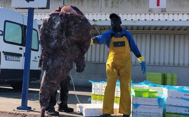 Un pixín de 41 kilos en la Rula de Avilés