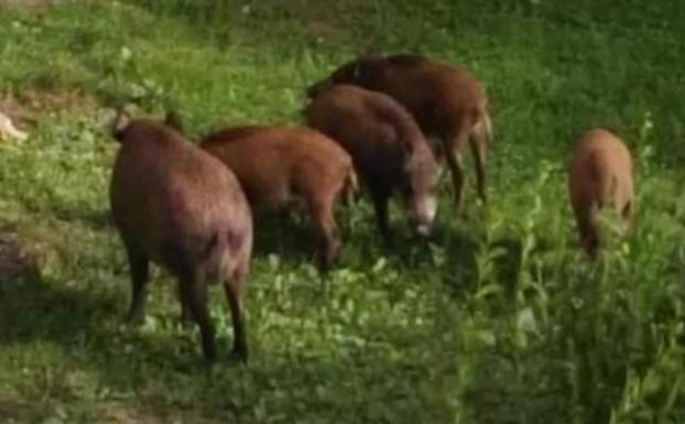 Veterinarios y biólogos ven «ineficaz» la vacuna anticonceptiva a jabalíes