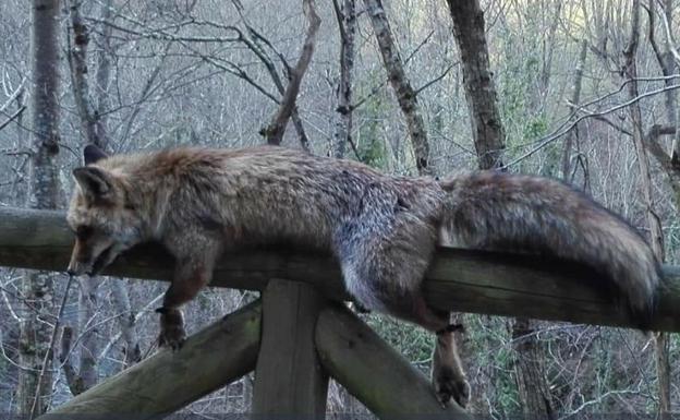 Aparece atado el cadáver de un zorro en una valla del Parque Natural de Las Ubiñas-Mesa