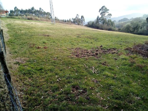 Los jabalís campan a sus anchas por la zona sur