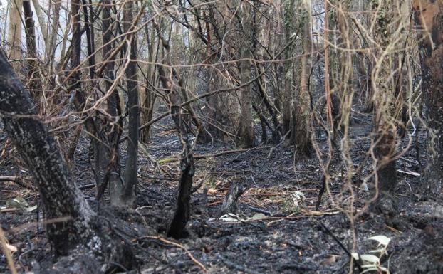 Incendios en Asturias: El trabajo de los bomberos y la lluvia reduce a siete los incendios