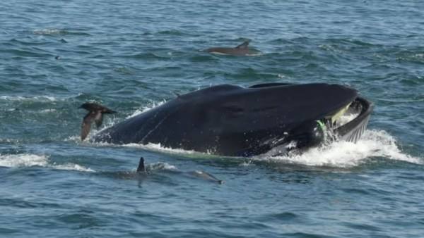 La increíble historia de la ballena que se tragó a un buzo y lo expulsó vivo en una playa