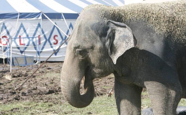 La Junta aprueba por unanimidad prohibir los circos con animales