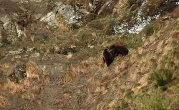 Una osa cantábrica y su osezno 'celebran' la primavera jugueteando bajo el sol
