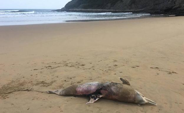 Aparece un delfín de 100 kilos muerto en la playa de Rodiles