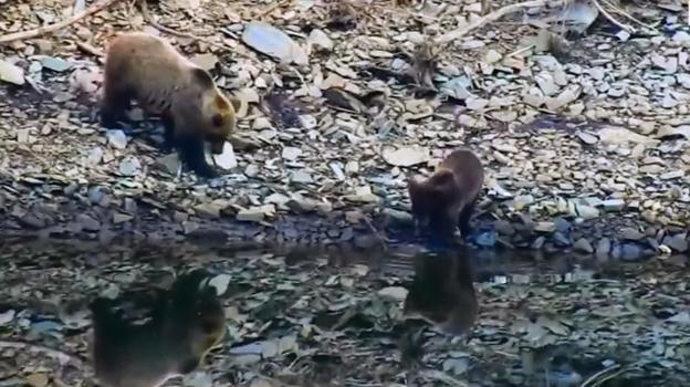 Los oseznos estrenan la primavera