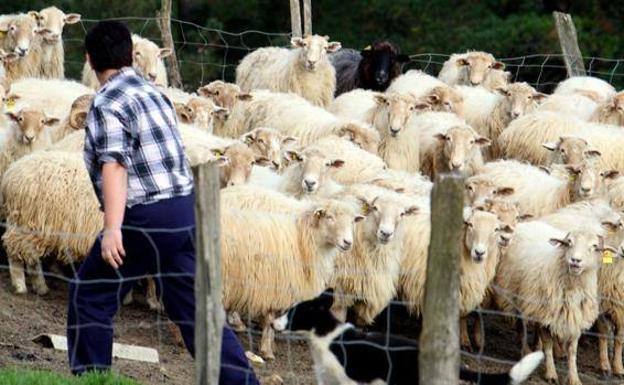 «Me amenazaron con cortarme las piernas»: así maltrataban a una pareja en una granja de Valencia