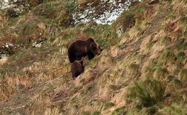El jugueteo de los osos en Asturias, estreno oficial de la primavera