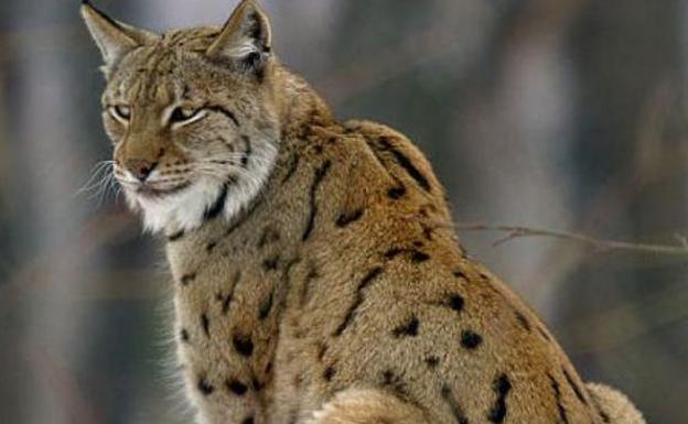 El Principado estudia cómo recuperar el lince boreal, extinguido hace un siglo