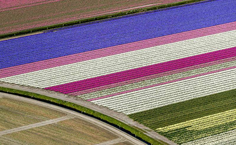 Campos de tulipanes multicolor