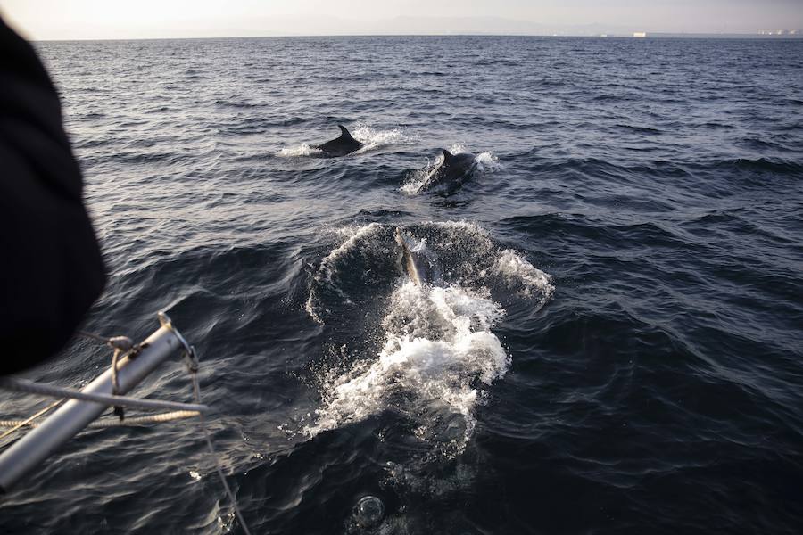 Navegar por Asturias junto a los delfines