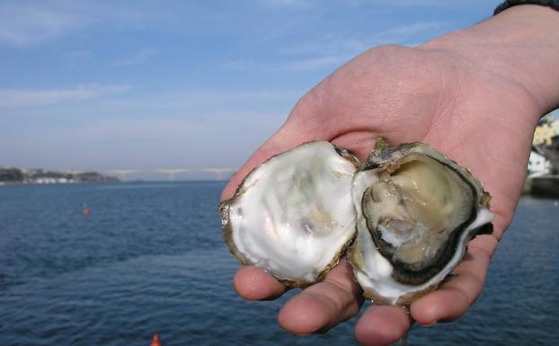 El Principado decreta el cierre cautelar de la ría del Eo por un episodio de marea roja