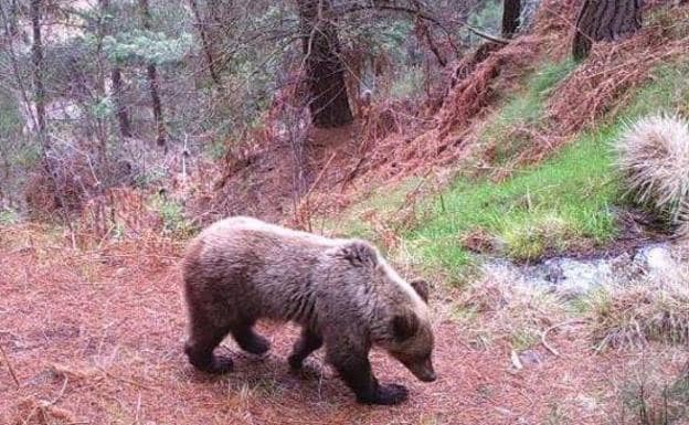 Restringen el acceso de turistas al parque de Fuentes del Narcea para no molestar a los osos
