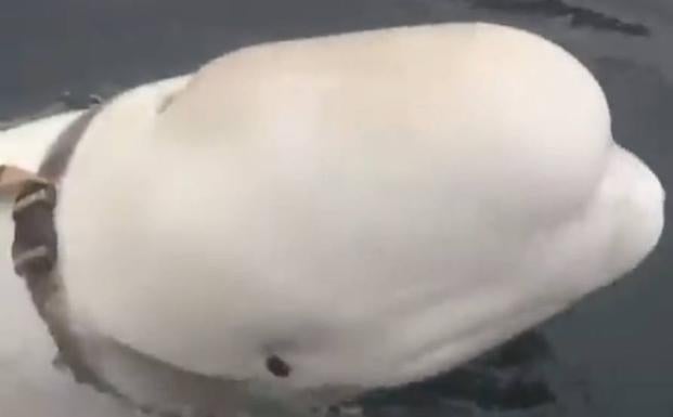 Pescadores noruegos descubren a una posible ballena espía de Rusia