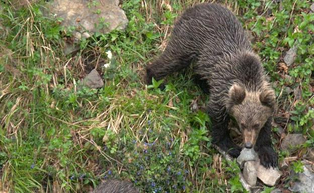 ArcelorMittal patrocina la puesta en marcha de un centro de documentación sobre el oso pardo cantábrico