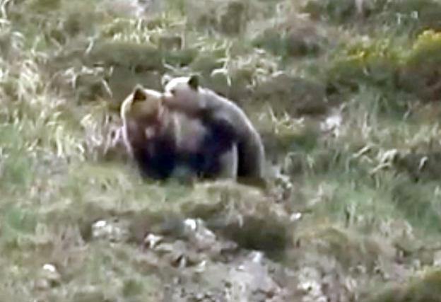Somiedo concentra la mayor población osera de Asturias