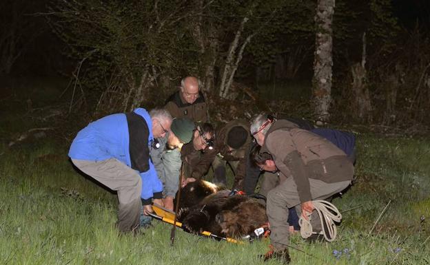 Rescatan a un oso herido en los montes de León