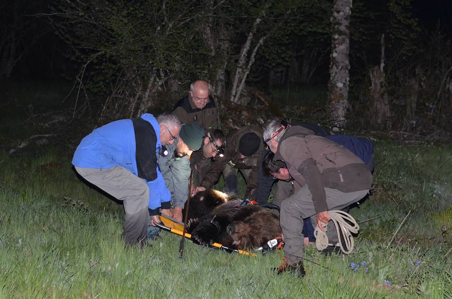 Rescatan a un oso pardo herido en Palacios del Sil