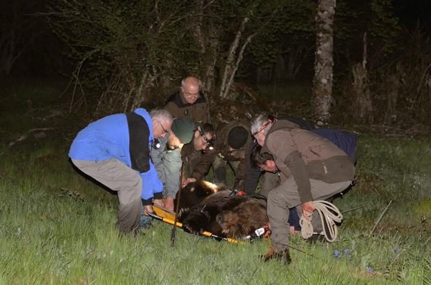 Rescatan a un oso con lesiones en las patas en los montes de León