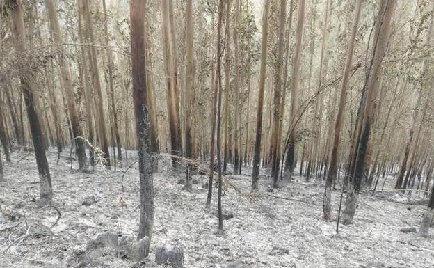 Un apicultor, posible autor del incendio forestal declarado en la sierra de Sollera