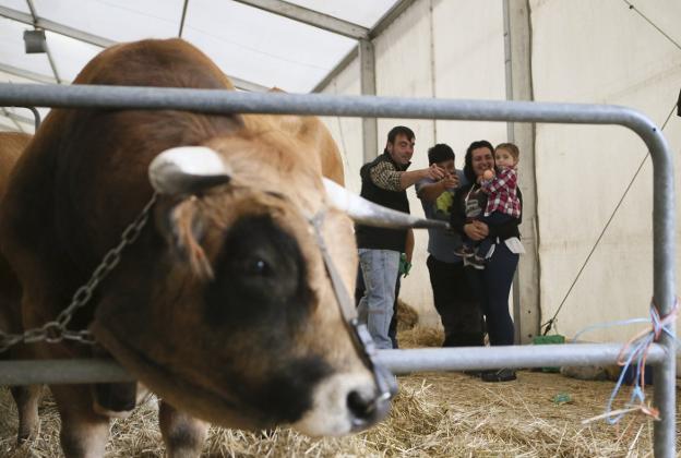 Más de doscientas reses participaron en el concurso de raza casina en Nava