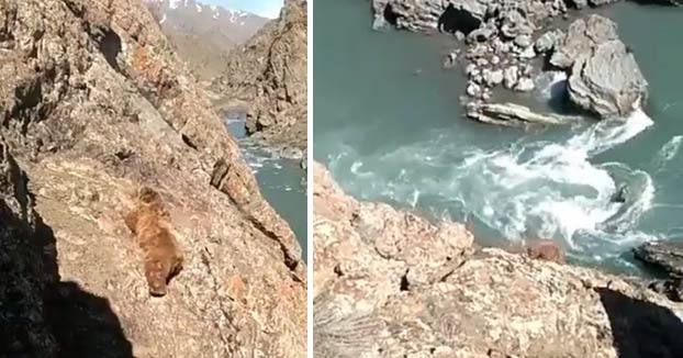 Las desgarradoras imágenes de un oso escapando al ser apedreado