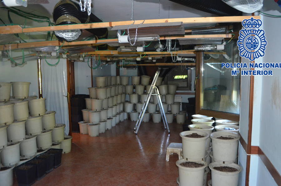 Desmantelada una plantación de marihuana en una vivienda unifamiliar gijonesa