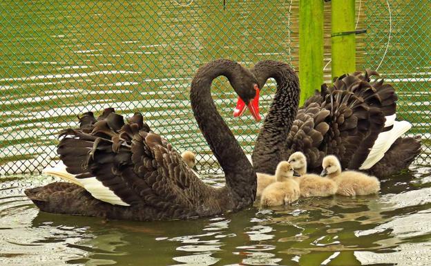 Roban de madrugada una pareja de cisnes negros y su cría en Gijón