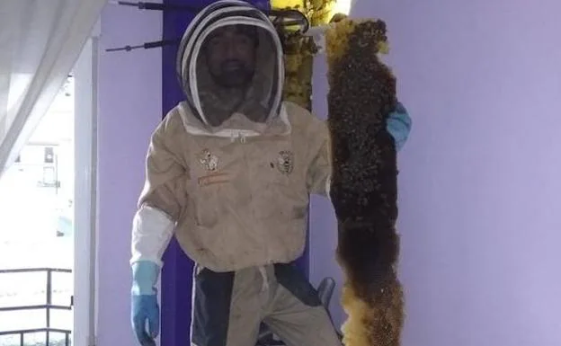 Rescatan una enorme colmena de más de 80.000 abejas oculta en un dormitorio de Granada