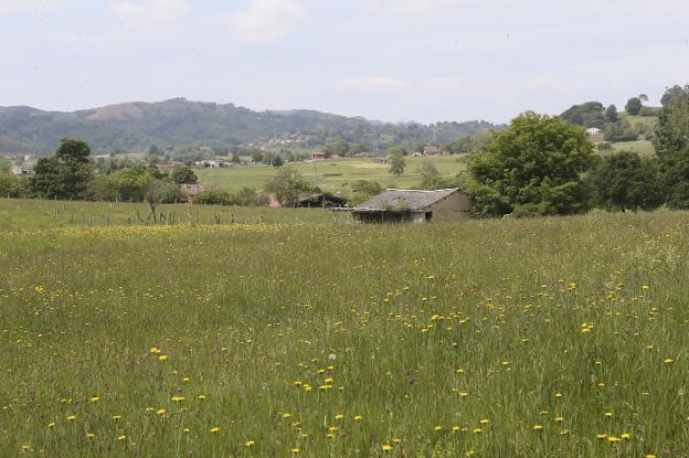 Cañal pregunta a sus adversarios si apuestan por las explotaciones intensivas