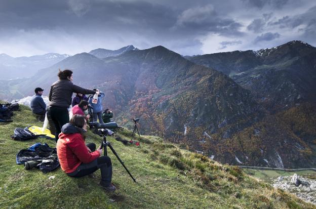 Todo el mundo quiere ver un oso