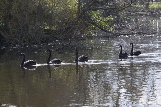 Investigan si las aves robadas en Isabel la Católica son para rituales de brujería