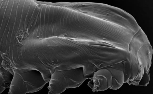 Estas criaturas tienen sexo sobre tu rostro mientras duermes