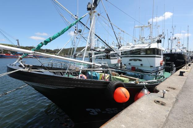 Los primeros 7.000 kilos de bonito de la temporada se subastan hoy en la lonja