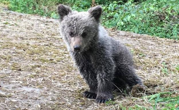 El Principado rescata una cría de oso abandonada por su madre en Santo Adriano