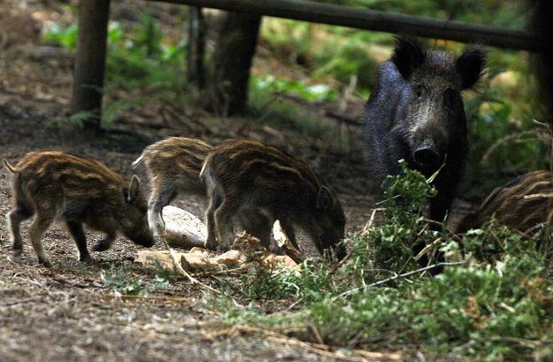 La caza aumenta la población de jabalí