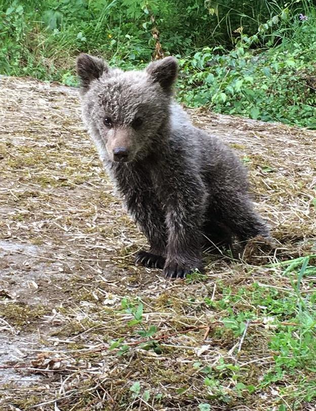 La osezna abandonada en Santo Adriano seguirá siendo tratada en Cantabria