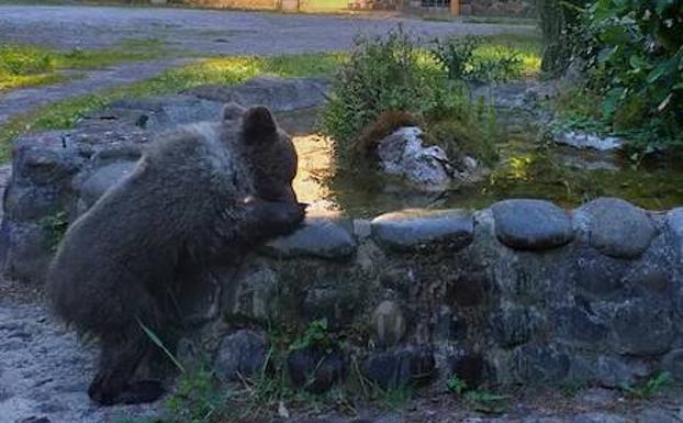 Mejora el estado de la osezna rescatada en Santo Adriano