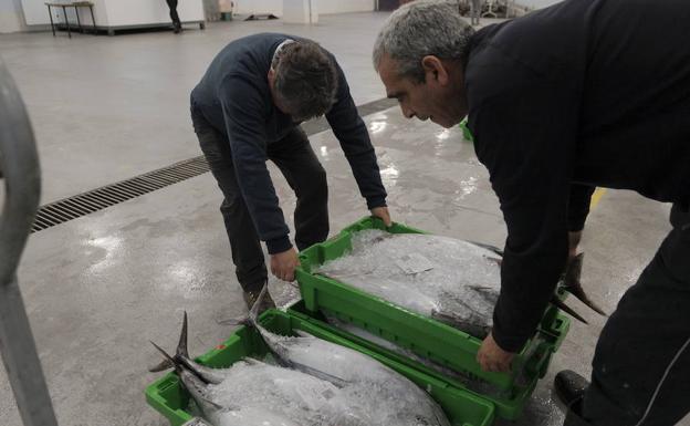 El primer bonito de Gijón, a 12,01 euros el kilo del grande