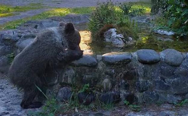 La osezna rescatada en Santo Adriano gana peso y corretea