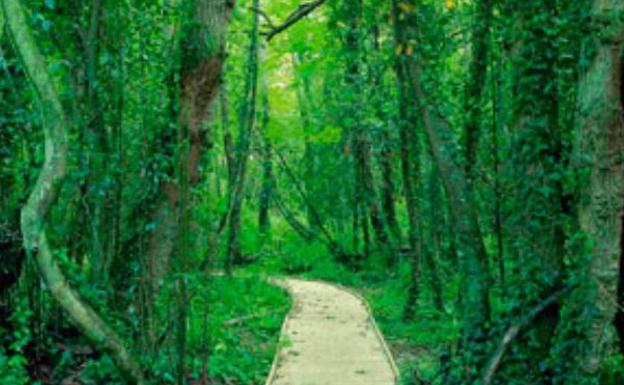 El Botánico de Gijón celebra el solsticio