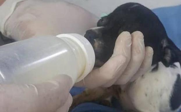 Mueren los dos cachorros hallados entre perros y conejos muertos en Toró