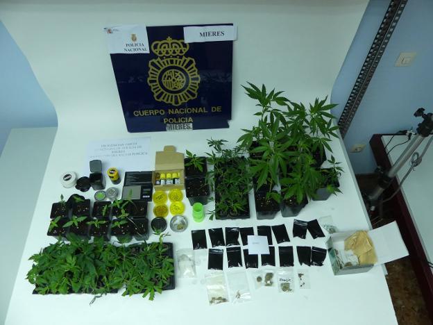 Detenido un floristero mierense por plantar y vender marihuana