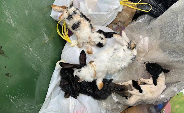 La Guardia Civil localiza a la persona que arrojó a varios perros y conejos a un contenedor en Llanes