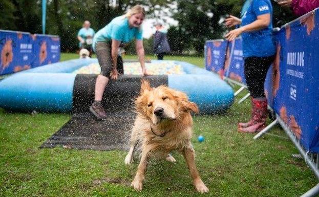 Metrópoli celebra el sábado el día del perro