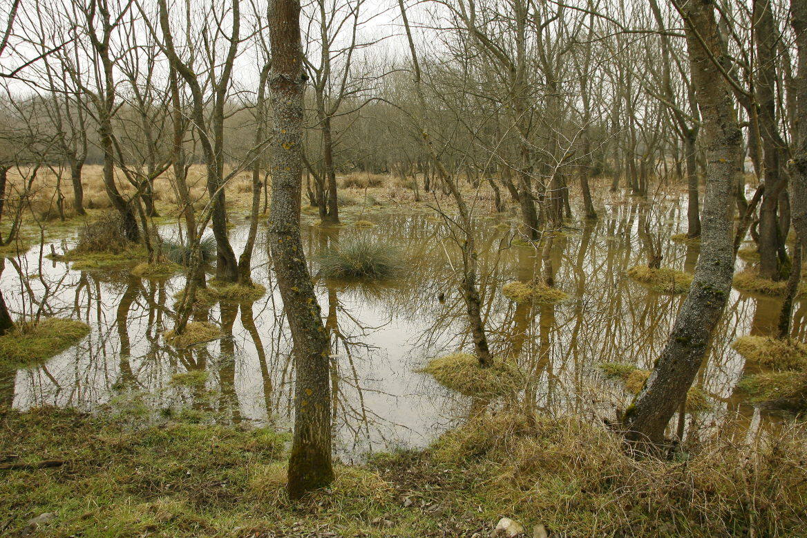 Gijón, entre los paraísos verdes urbanos