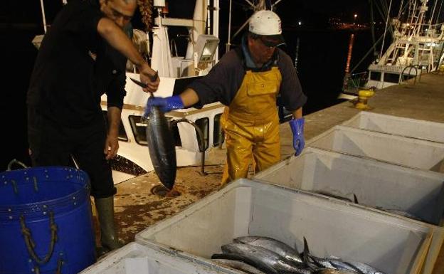 La flota asturiana pide medidas «urgentes» para evitar un cierre anticipado de la costera del bonito